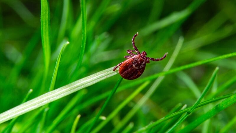 bacteria from tick can cause lyme disease