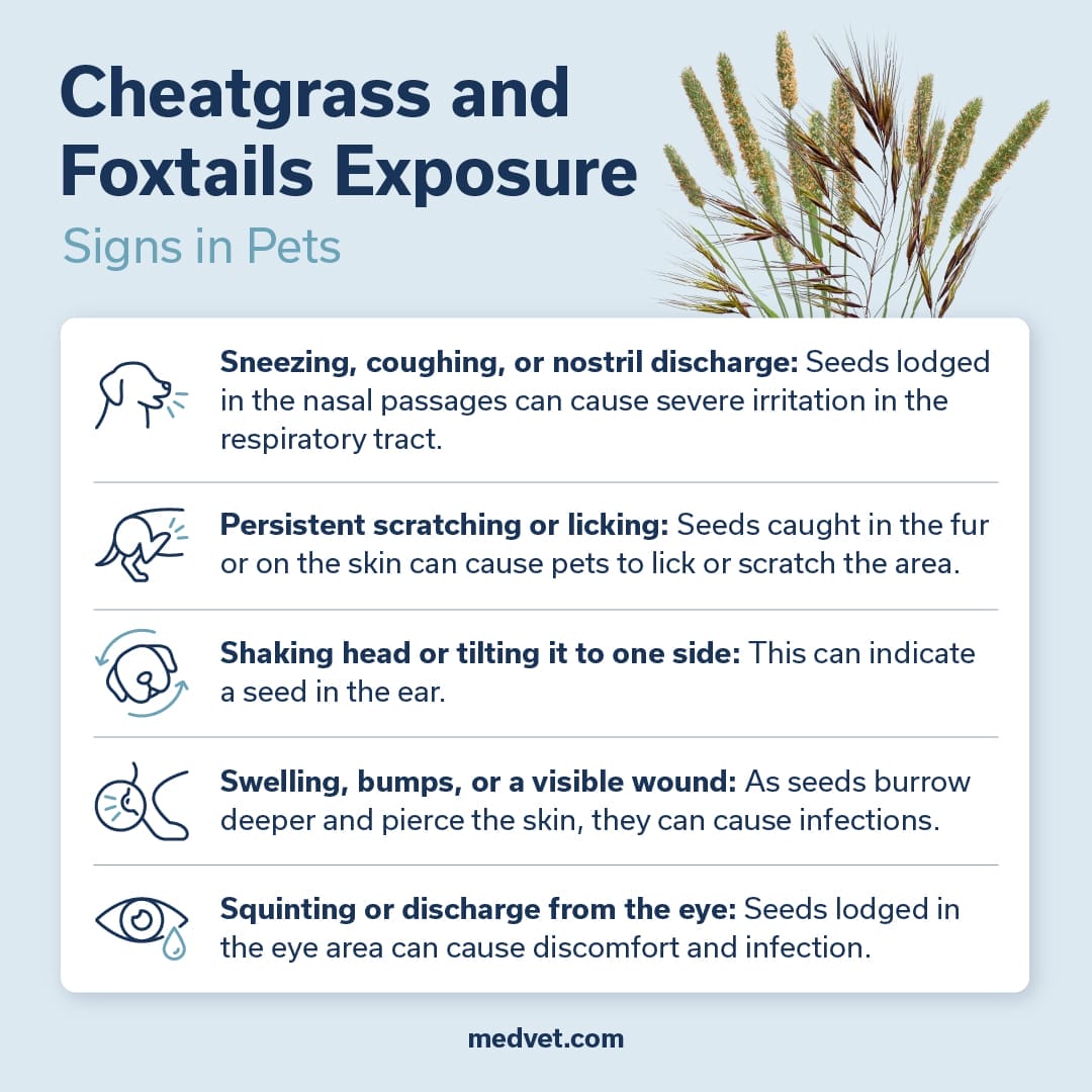 signs of cheatgrass and foxtails pet exposure