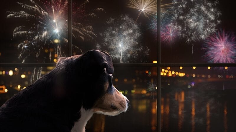 trazadone calms dogs scared of fireworks and loud noise