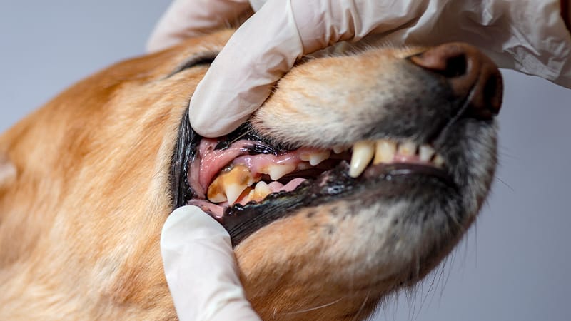 signs of dental disease in dogs