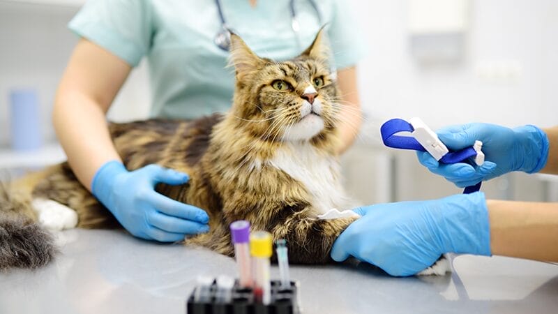 the impact of your pet's chronic condition diagnosis