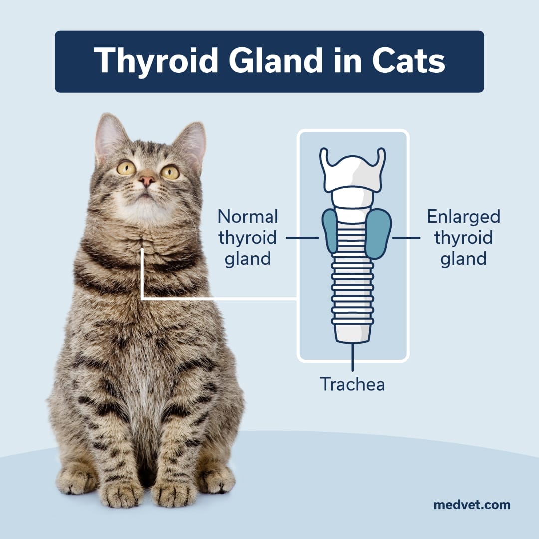 thyroid gland in cats