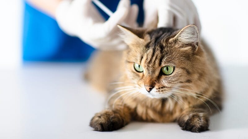 treatment options for hyperthyroidism in cats