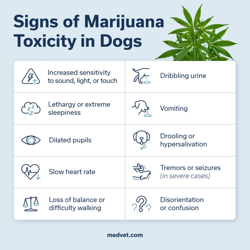 marijuana toxicity signs in dogs