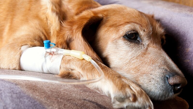 iv fluid treatment for dogs with weed toxicity