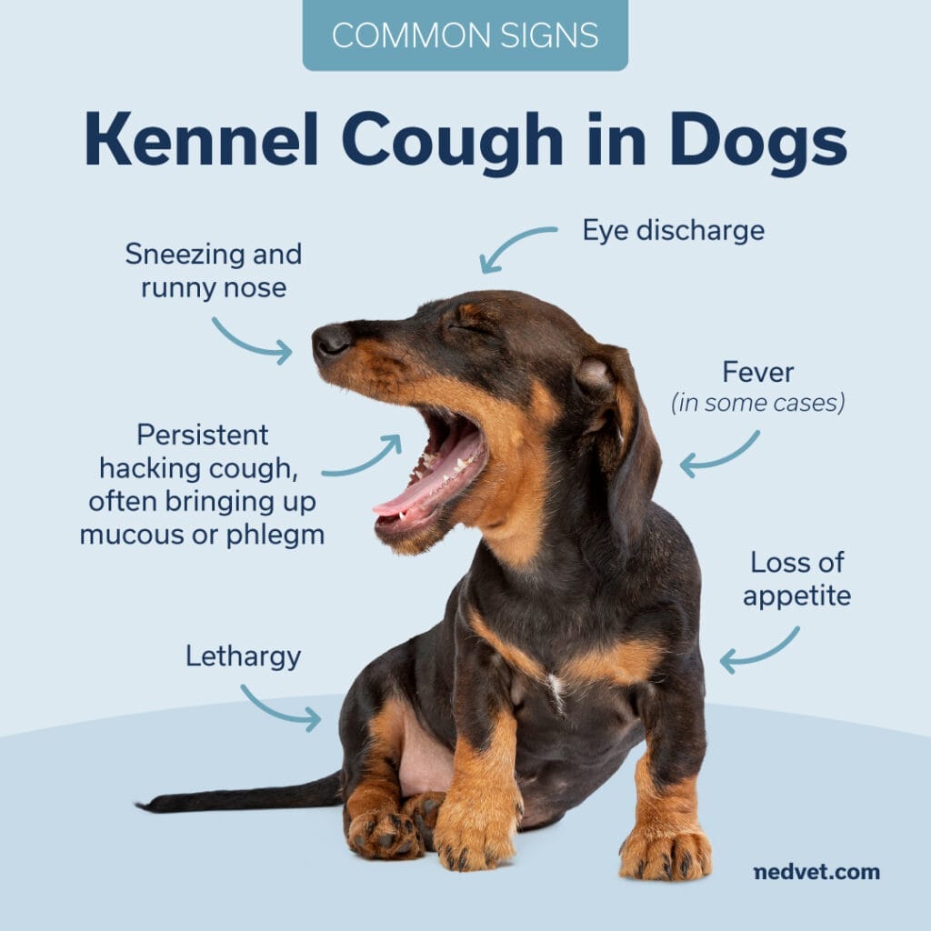 kennel cough signs in dogs