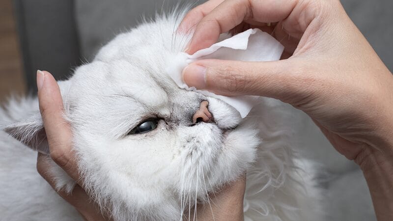 wiping discharge from pink eye of cat