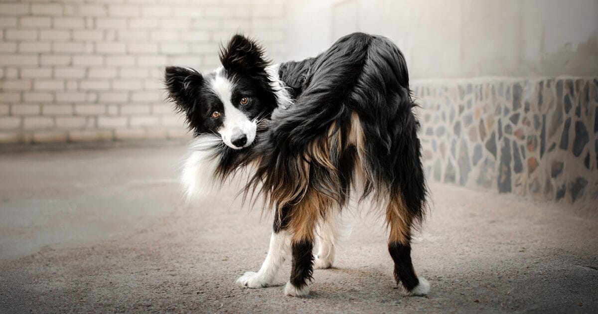 medvet-blog-dog-behaviors-what-they-mean