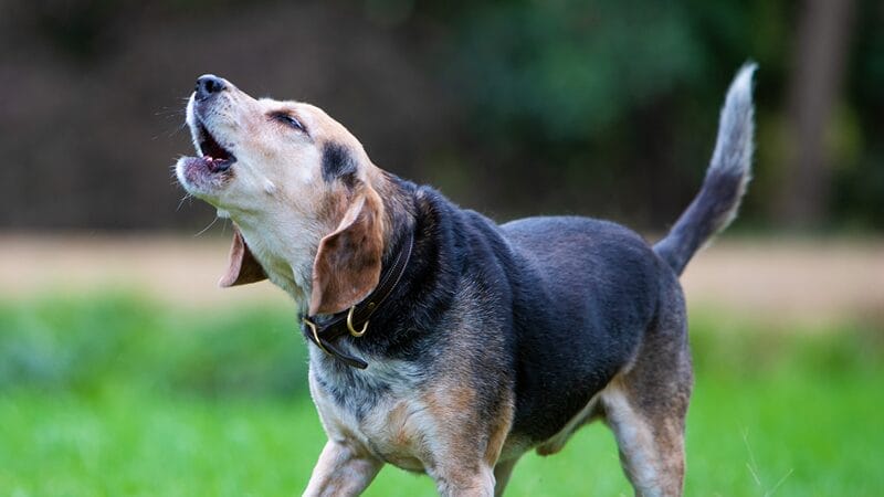 howling dog behavior meaning