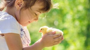 easter bunnies and chicks as gifts