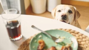 easter pet safety limit human food