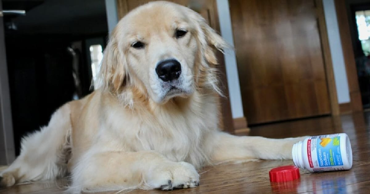 ibuprofen for dogs