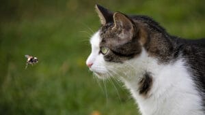 insect bites and stings in pets