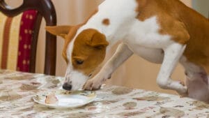pet-friendly dining