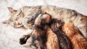 pet pregnancy caring for newborns