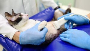 pet pregnancy veterinary care ultrasound