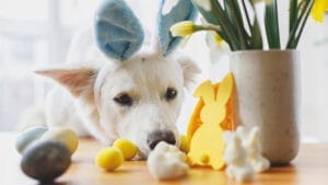 pet safety easter decorations