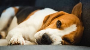 signs of ibuprofen toxicity in dogs