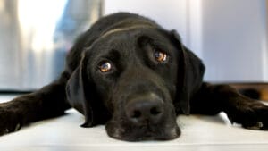 signs xylitol poisoning in dogs