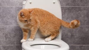 toilet water dangerous for pets