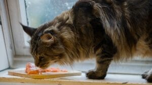 cat eating salmon