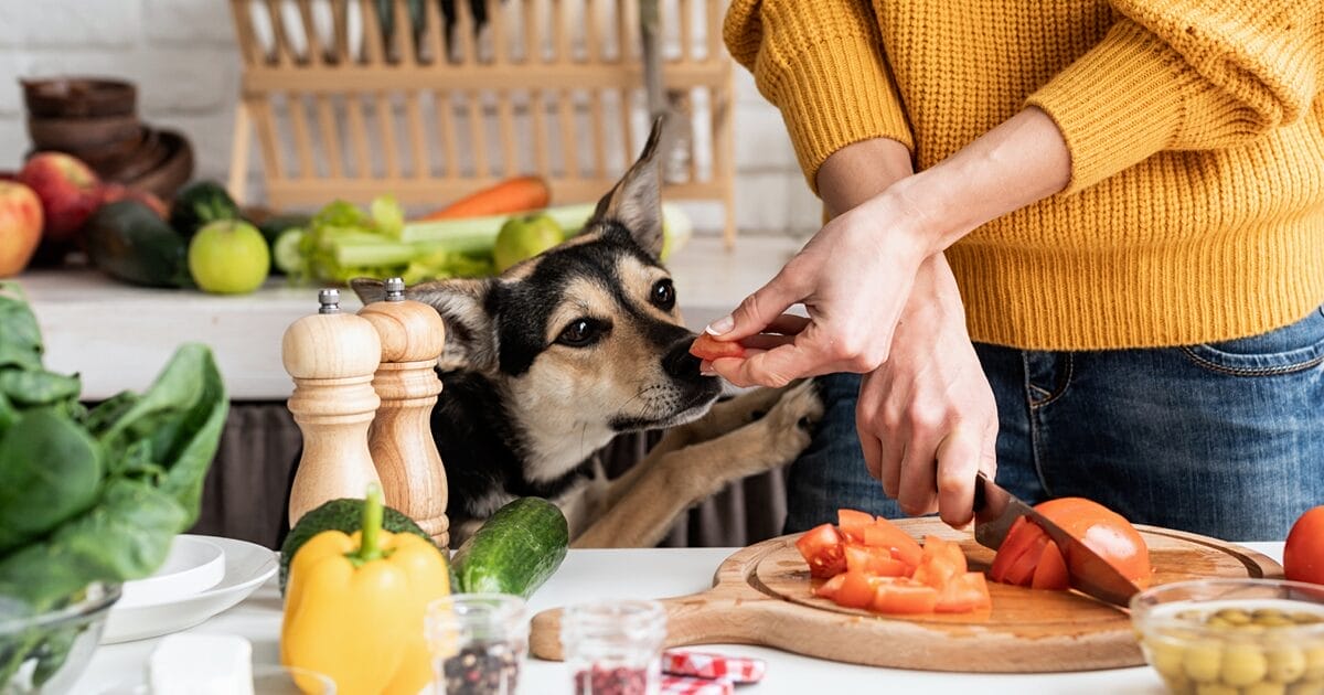 human foods cats and dogs can eat and foods to avoid