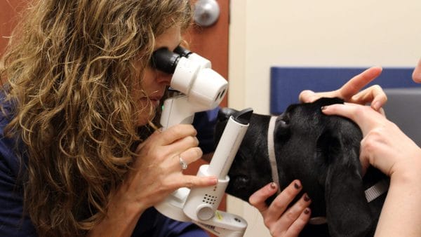 Service Dogs to Receive Complimentary Sight-Saving Eye Exams and Total Health Check-Ups at MedVet