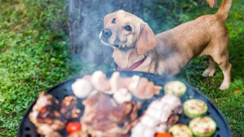 barbecue grill food safety for pets