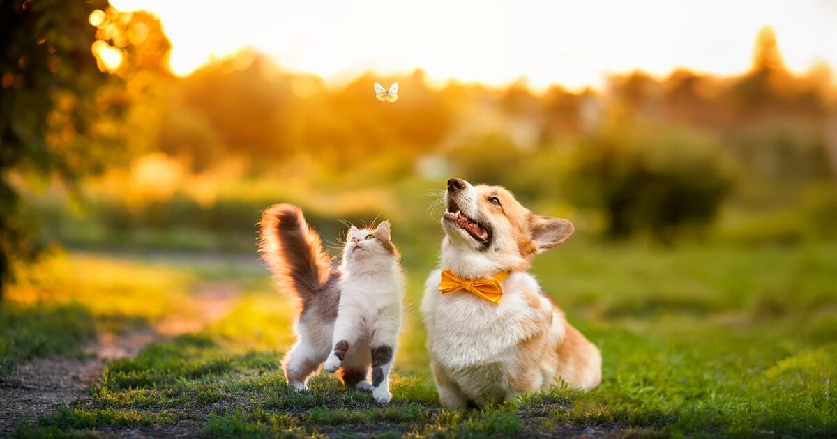 summer safety tips for pets