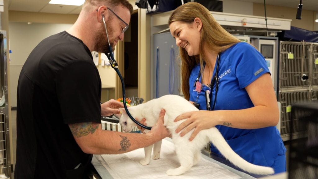 INDY_Emergency Cat Exam Techs Broll_2025