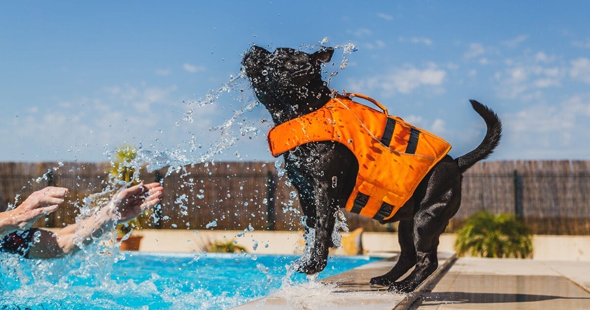 pet water safety at the pool beach or lake