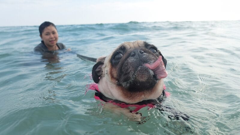 pet water safety dog with life jacket and leash