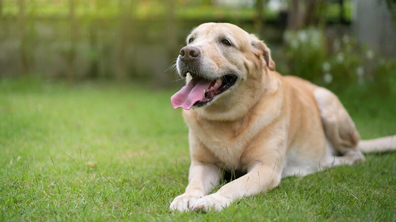 post treatment care when deskunking your pet