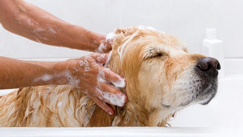 removing flea toxin from pet with warm water and dishwashing liquid