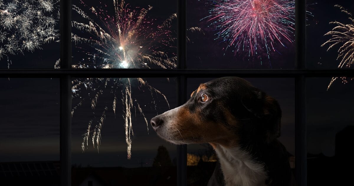 tips to keep your pet safe during fireworks
