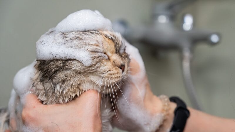 washing your pet to remove skunk odor