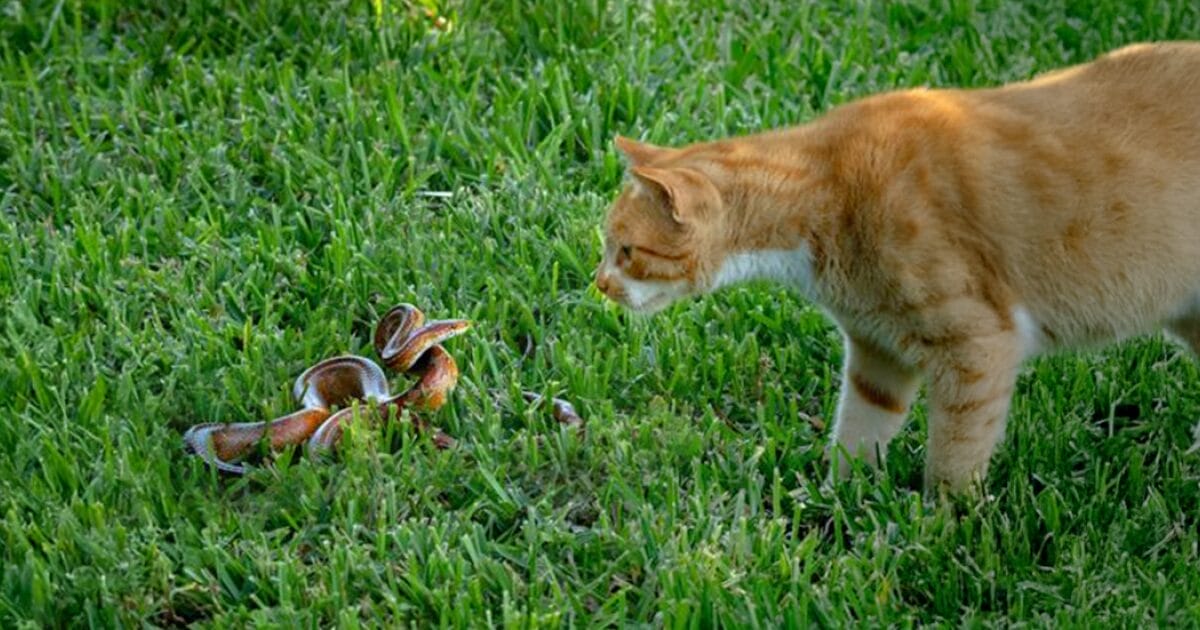 what you should know about snake bites and your pets