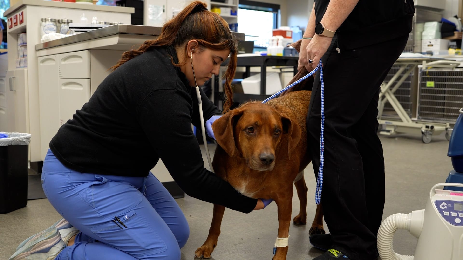 medvet vets with injured dog