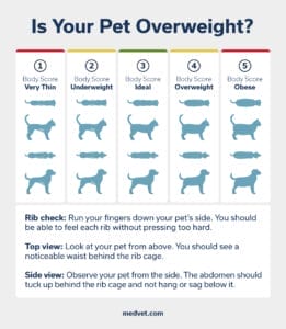 is your pet overweight