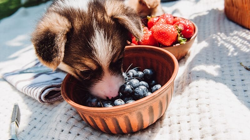 dogs can eat blueberries and strawberries