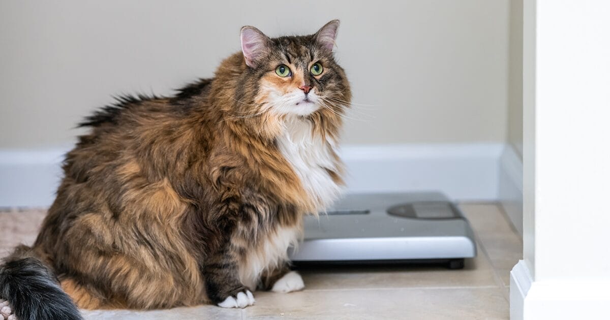 tips for helping your overweight cat or dog