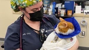 diagnosis of feline infectious peritonitis