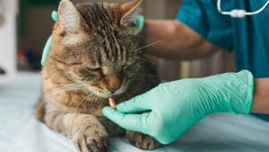 treatment for feline infectious peritonitis