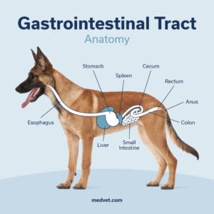 dog gastrointestinal tract foreign object diagram