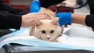 signs your cat may be in pain