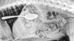 spoon x-ray foreign body in pet