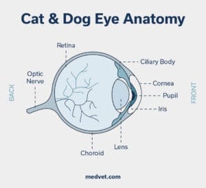 cat and dog eye anatomy
