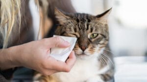 clinical signs of uveitis