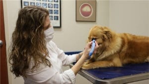 diagnosing and treating uveitis