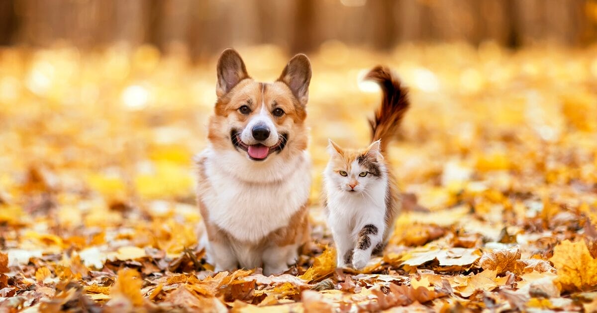 fall pet safety tips